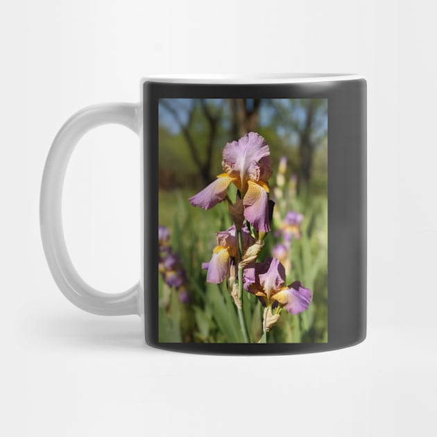 Lavender Irises by AustaArt